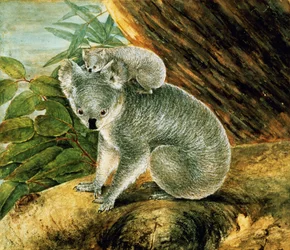 Koala und Junges, 1803